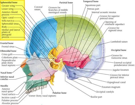 Sphenoid Bone Anatomy Function Parts And Sphenoid Bone Fracture