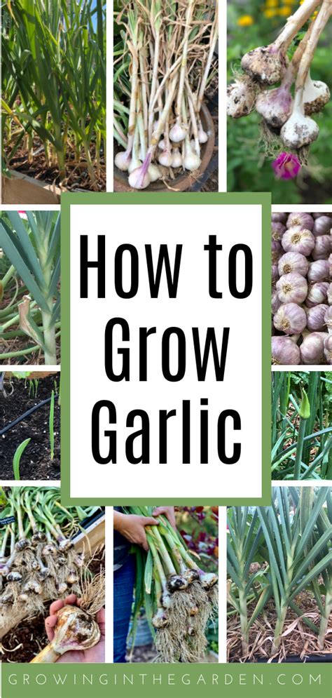 How To Grow Garlic At Home Planting And Growing Garlic