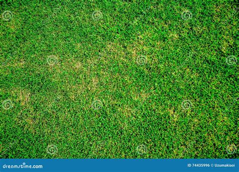 Soccer Field Grass Texture