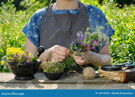 Woman Harvesting Medicinal Plants Herbalist Holding In Her Hands Bunch