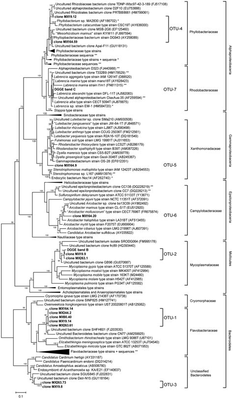 A Wide Range Maximum Likelihood Tree Showing The Phylogenetic Positions