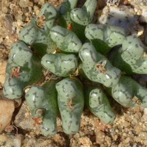 Hediyelikler Shop Conophytum Turrigerum Sukulent Tohumu Fiyat