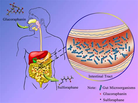 Foods | Free Full-Text | Microorganisms—An Effective Tool to Intensify ...