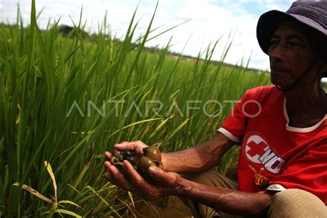 HAMA SERANG RATUSAN HEKTAR SAWAH ANTARA Foto