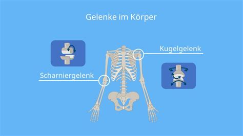 Gelenktypen Einfach Erkl Rt Aufbau Und Beispiele Mit Video