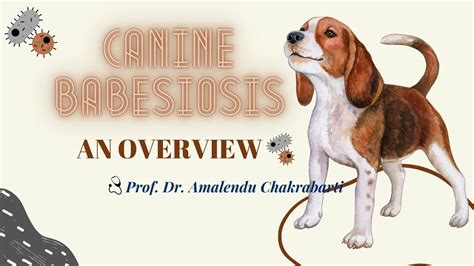 Babesiosis in Dog - An overview - YouTube