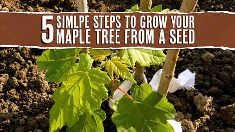 Four Simple Steps To Grow Your Maple Tree From A Seed Tree Journey