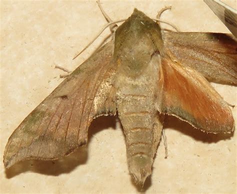 Virginia Creeper Sphinx Hodges 7885 Darapsa Myron BugGuide Net