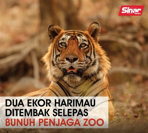 Dua Ekor Harimau Ditembak Selepas Bunuh Penjaga Zoo Video Dailymotion