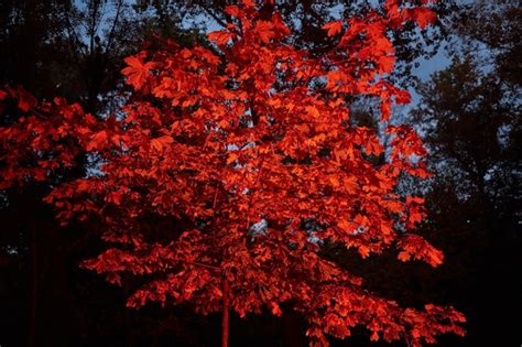 Premium Photo | Autumn trees at night in red neon light