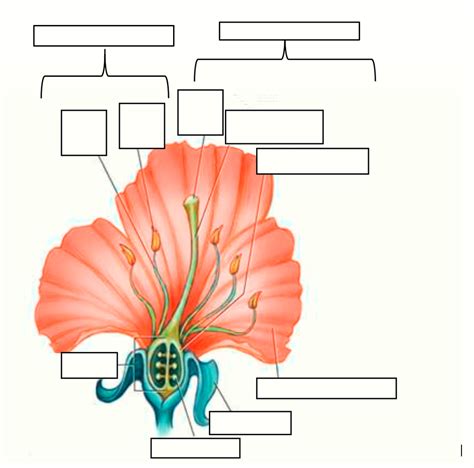 Plants Part 2 Diagram Quizlet