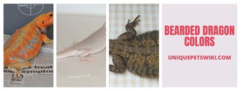 A Z Bearded Dragon Morphs Colors And Patterns With Pictures