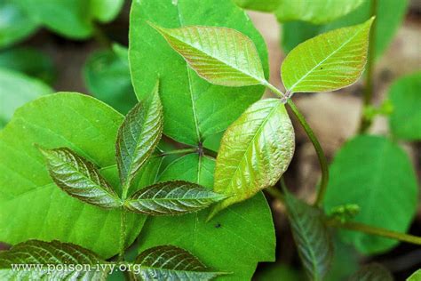 Poison ivy - Symptoms, causes, risk factors and other complications