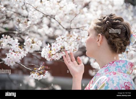 Cherry blossoms in Gion Kyoto Stock Photo - Alamy