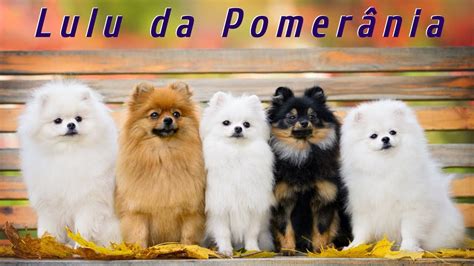 9 Curiosidades Sobre os Cachorros da Raça Lulu da Pomerânia que São