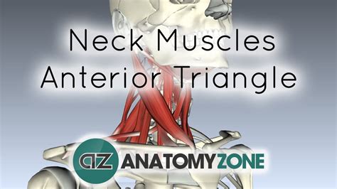 Muscles of the Neck - Anterior Triangle • Muscular, Musculoskeletal ...