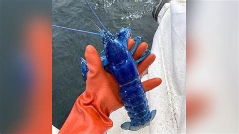 OMG मछआर क जल म फस दरलभ Blue Lobster 20 लख म स कई एक