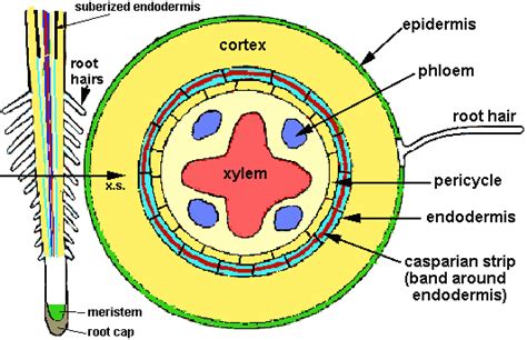 Vascular Bundle In Root