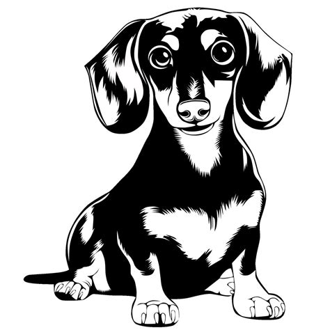 Dachshund Svg Cut File Dog Peeking For Cricut Dachshund Full Body