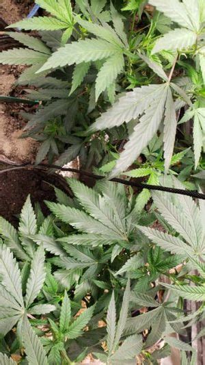 Mastering Cannabis Trellising Supporting Cannabis Growth