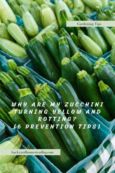 Why Are My Zucchini Turning Yellow And Rotting 6 Prevention Tips