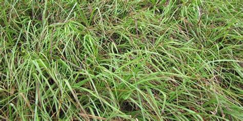 Bahia Grass Facts, Maintenance & Comparison - ProGardenTips