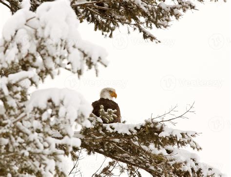 Bald Eagle perched in tree 6252916 Stock Photo at Vecteezy