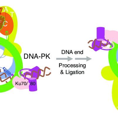 A Model Of Dna Pk In Nhej Dna Pk Protects The Dna End Open Or Hairpin