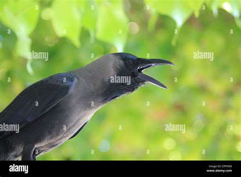 House Crow (Corvus splendens) Maldives Stock Photo - Alamy