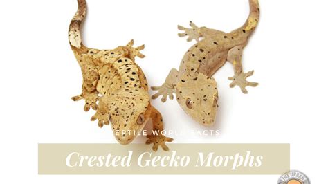 10 Cute Crested Gecko Morphs