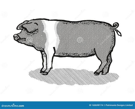 British Saddleback Pig Breed Cartoon Retro Drawing Stock Illustration - Illustration of omnivore ...