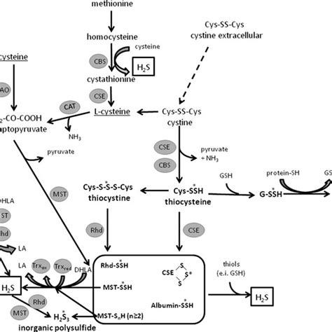 Generation And Transport Of Sulfane Sulfur As Well As H 2 S Production