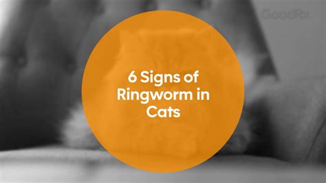 6 Telltale Signs Of Ringworm In Cats Video Goodrx Goodrx