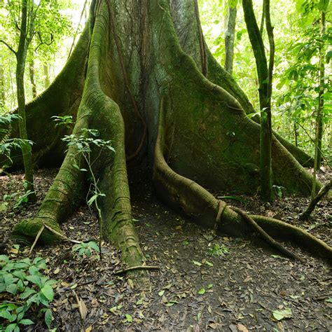 Amazon Rainforest Trees Types