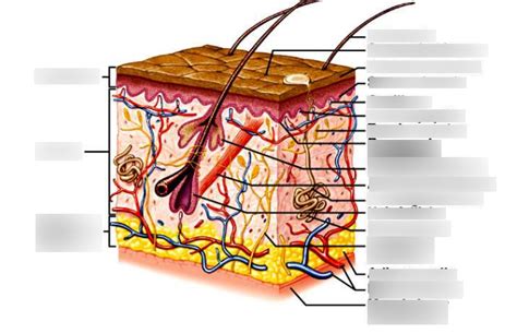 Skin Diagram Diagram | Quizlet