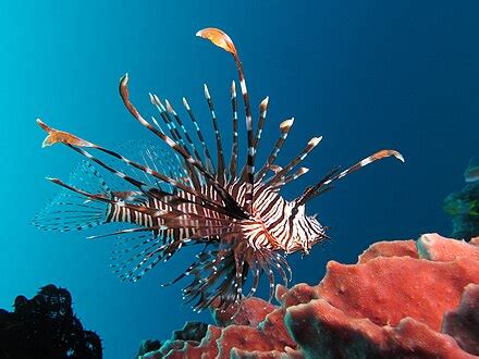 Red lionfish - Wikipedia