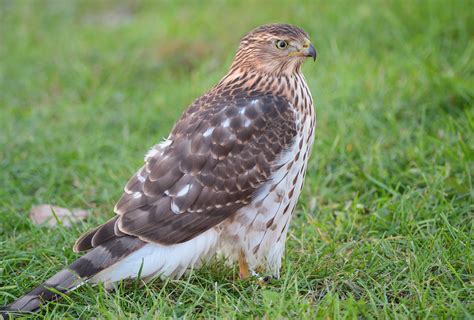 Cooper S Hawk 500 4493 Dana Siefer Flickr