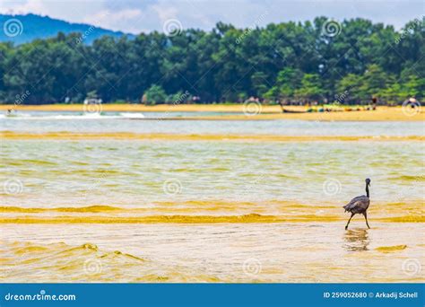 Great Black Water Bird Heron Stork Flying Standing Water Thailand Stock