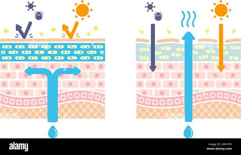 Comparison Illustration Of Healthy Skin And Dry Skin Cross Section Of