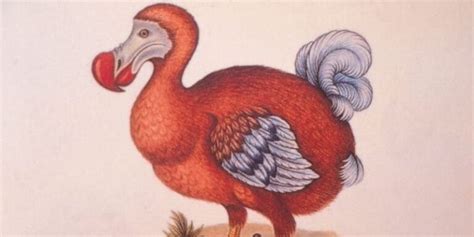 Scientists Plan to Bring the Dodo Bird Back from Extinction | LN GenZ