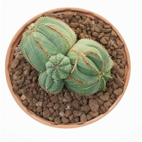 Euphorbia Obesa F Dicotomica Prolifera Rare Form Cm