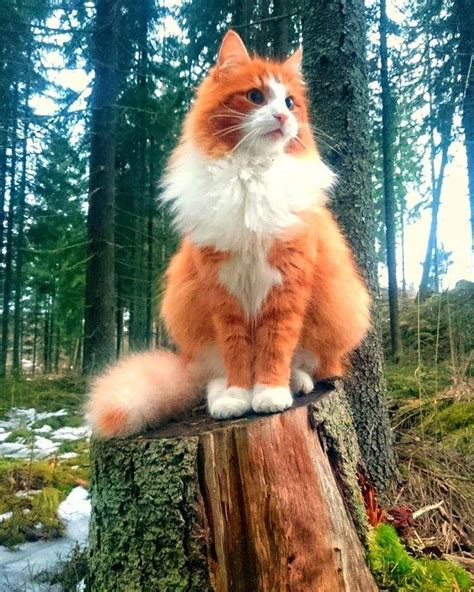 Super Whisper Collection: Majestic Forest Cat