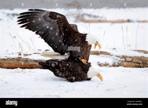 Bald Eagle Haliaeetus Leucocephalus Weisskopfseeadler Homer Kenai