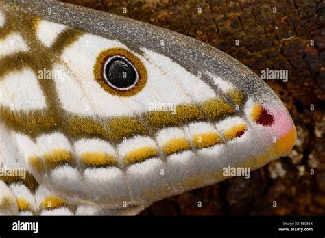 Marbled Emperor Moth Heniocha Dyops Adult Female At Rest On Tree