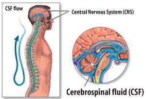 Craniosacral Therapy Ccbt