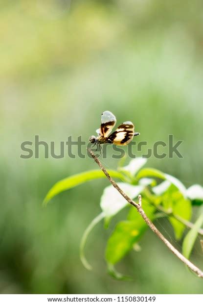 Female Rhyothemis Variegata Known Common Picture Stock Photo 1150830149