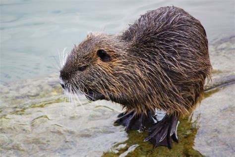 Нутрия (40 фото) - как выглядит, где водится и чем питается