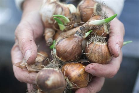 Paperwhite Narcissus Growing Bulbs Indoors Heyden S Gardens