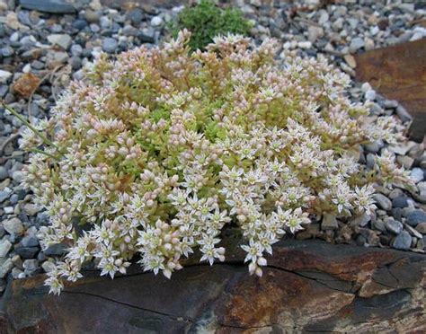 Sedum Hispanicum Var Minus Aureum North American Rock Garden Society