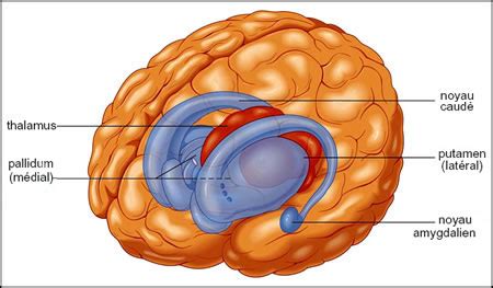 Télencéphale les ganglions de la base